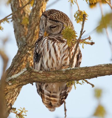 Barred Owl