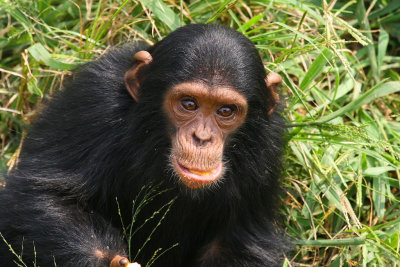 This is the youngest chimpanzee on the island.