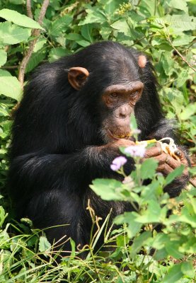 The chimpanzees are fed several times per day, which makes for excellent photo opportunities.