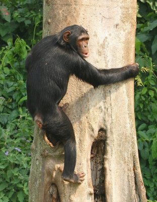 Several tall trees near the fence make favorite climbing spots for the chimpanzees.
