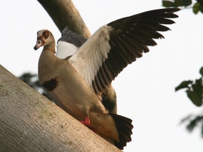 This Egyptian Goose was extremely noisy.