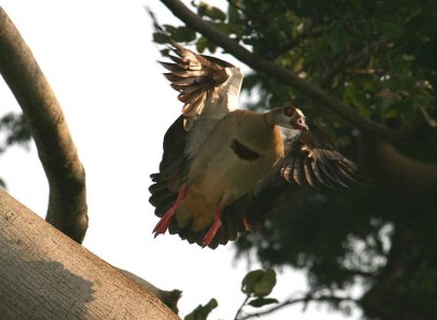 The Egyptian Goose takes flight after growing tired of quacking for an extended period of time.