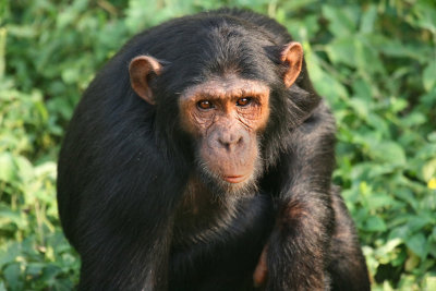 Ngamba Island Chimpanzee Sanctuary, Uganda, Jan. 2007