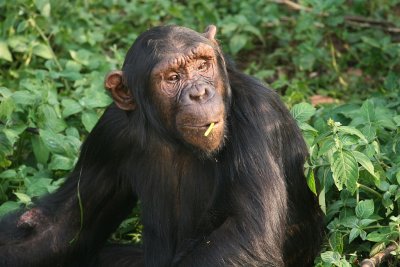 Note the injury on this chimpanzee's arm.  The chimps frequently engage in loud, violent confrontations with one another, and many of them bear scars from these events.