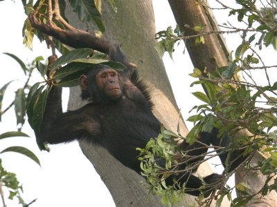 One of the chimps moves easily through the top of a tall tree