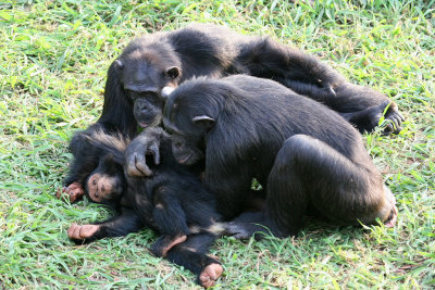 Two of the older chimps groom the youngster.