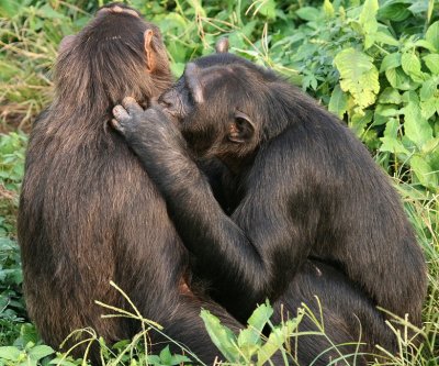 Grooming is an essential part of chimpanzee social life.