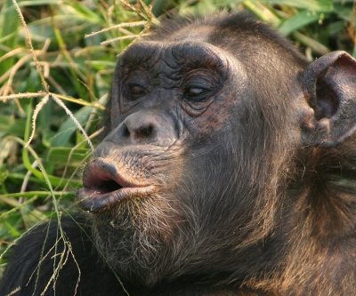 Chimps make a variety of vocalizations, from hoots to loud screams.