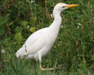 A cattle egret stalks in the high grass for food