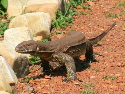 A water monitor stalks one of the Island's trails