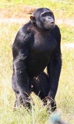 One of the chimps stands on two legs to get a better view of its surroundings.