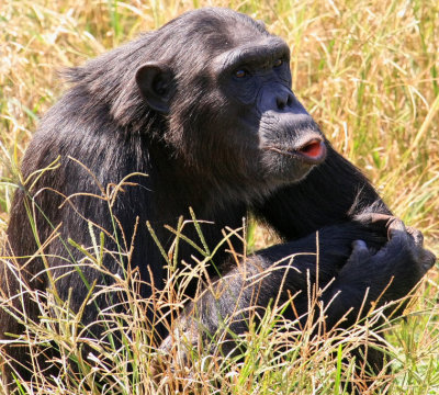 When feeding time arrives, all of the chimps make noise.