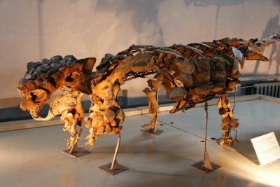 Dinosaur skeleton, Museum of Natural History