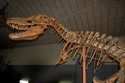 Tarbosaurus Baatar skeleton, Museum of Natural History