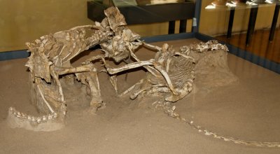 Fighting Dinosaurs, Velociraptor and Protoceratops, unearthed in the Gobi Desert, Museum of Natural History
