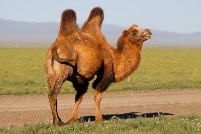 Bactrian Camel near Dalanzadgad