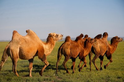 Bactrian Camels near Dalanzadgad
