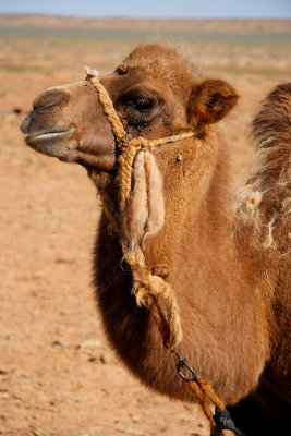 Young Bactrian Camel