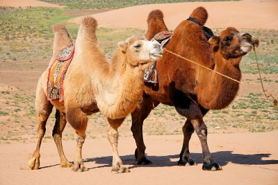 Bactrian Camels -- all set for our camel ride!