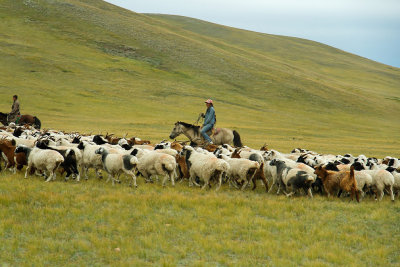 Herding sheep and goats near Lake Erkhel