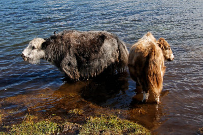 Yaks take a refreshing dip in the Lake