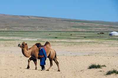 Man with Bactrian Camel