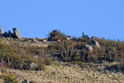 A group of Red Deer move along the top of a ridge, Hustai National Park