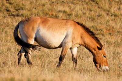 Takhi grazing