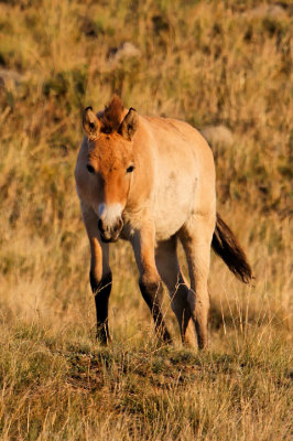 Takhi foal