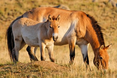 Takhi mare and foal