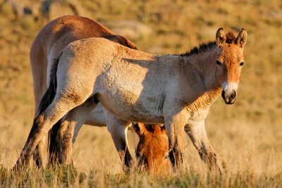 Takhi mare and foal