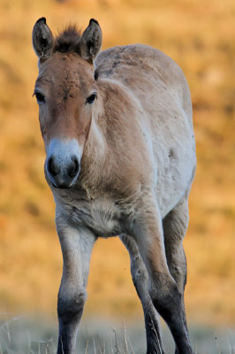 Takhi foal