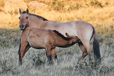 Takhi mare and foal, nursing
