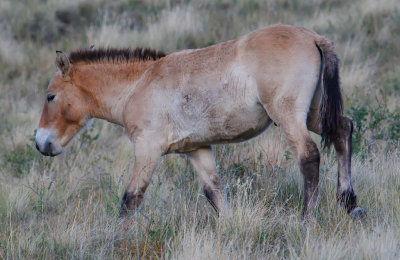 Takhi foal