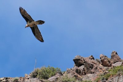 Lammergeier (Bearded Vulture) in Yolyn Am Canyon, Southern Gobi Desert