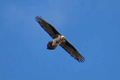 Lammergeier (Bearded Vulture) in Yolyn Am Canyon