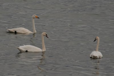 Mute Swans and Whooper Swan, Lake Erkhel