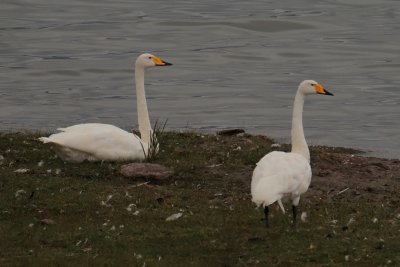 Whooper Swans, Lake Erkhel