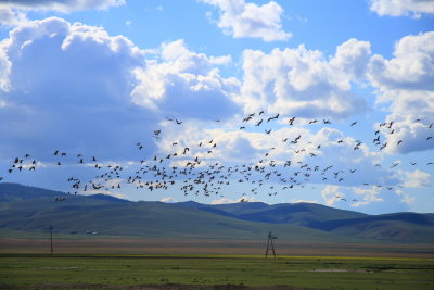 Flock of Demoiselle Cranes near Kharakhorum