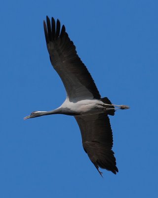 Demoiselle Crane, near Kharakhorum