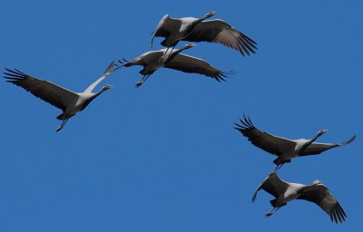 Demoiselle Cranes, near Kharakhorum