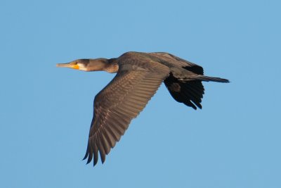 Great Cormorant, near Kharakhorum