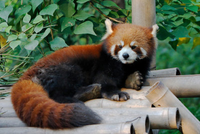 A red panda relaxing at Chengdu