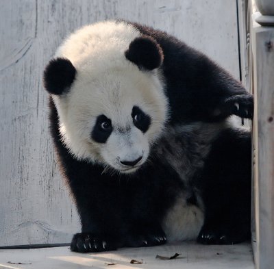 Panda cub at Chengdu