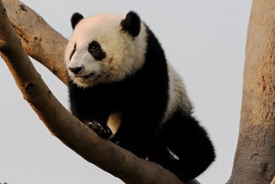 Panda cub climbing a tree at Chengdu