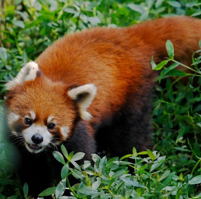 Red Panda, Chengdu