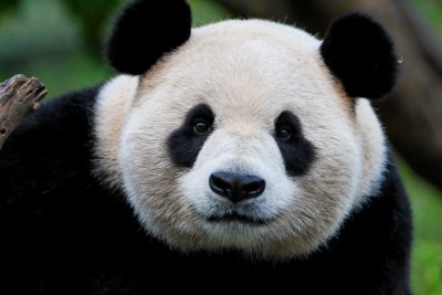 Adult panda, Wolong