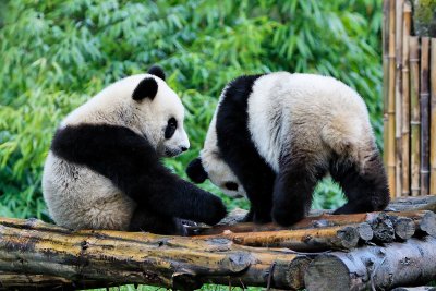 Panda cubs playing at Wolong