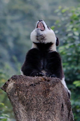 Panda cub yawning, Wolong