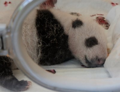 Very young panda cub in the nursery at Wolong